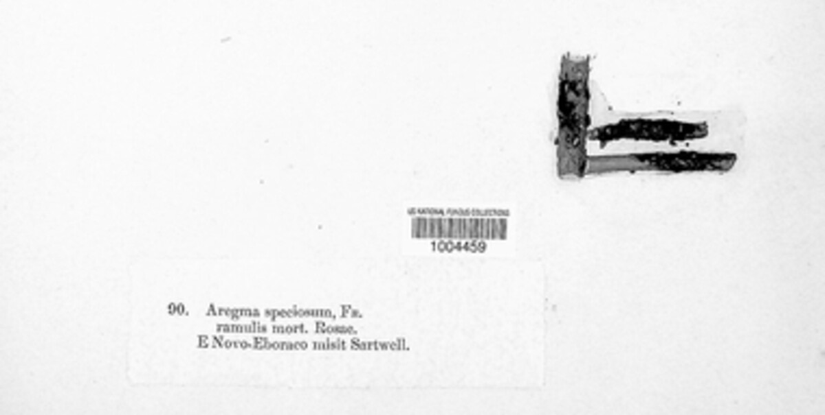 Aregma speciosum image